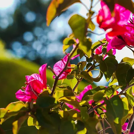 Casa Codebo - アルジェズール